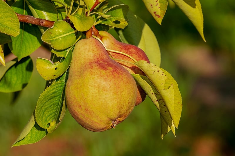 Baked Pear Crisp